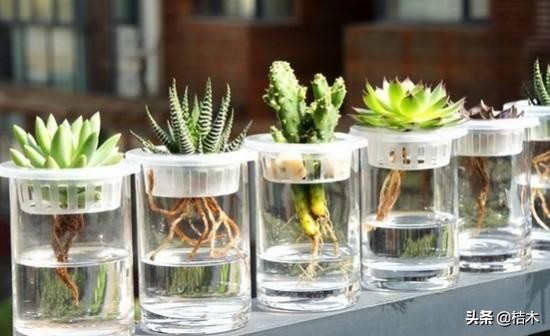办公室大盆水培植物推荐,办公室水培富贵竹一般养几根最好