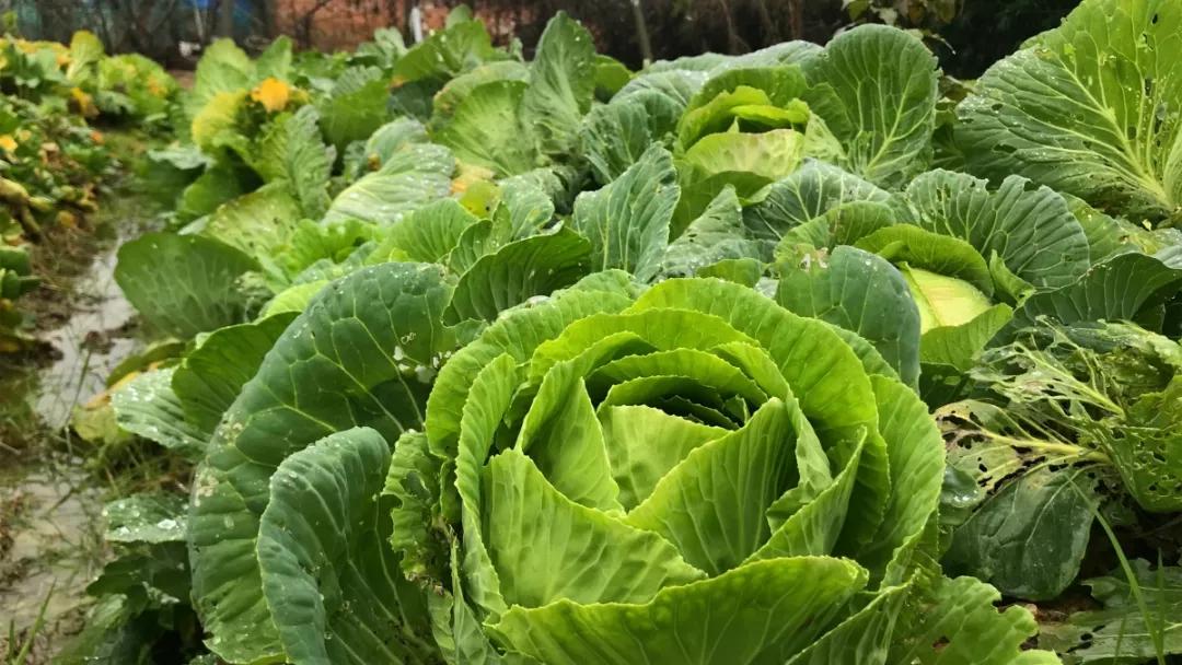 无锡本地人必去的店,来无锡必去的几家店