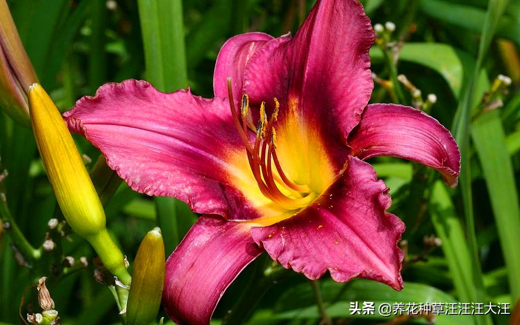 百合花不香是怎么回事,百合花不发芽是怎么回事