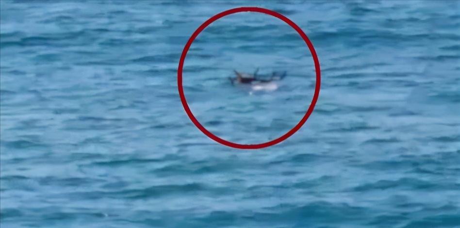 大连野生梅花鹿的来历,大连海中发现梅花鹿