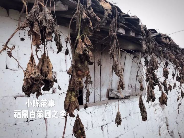 白茶红茶绿茶都是碱性的吗,白茶茶汤酸涩是什么原因