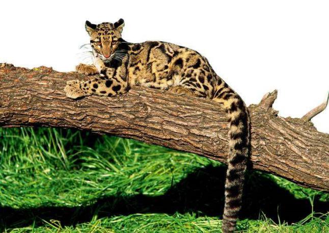 猴子可以戏耍猫科动物,猴子野外见了大型猫科动物