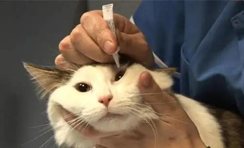 猫咪流泪有眼屎是什么原因导致的,猫咪老是流泪有眼屎什么原因