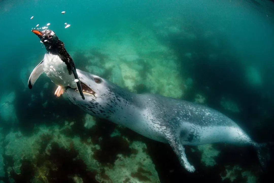 73岁老人被狼追杀,人类被鲨鱼猎杀的惊恐瞬间