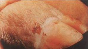 猪水疱病与猪口蹄疫的区别,猪水疱病和口蹄疫的区别