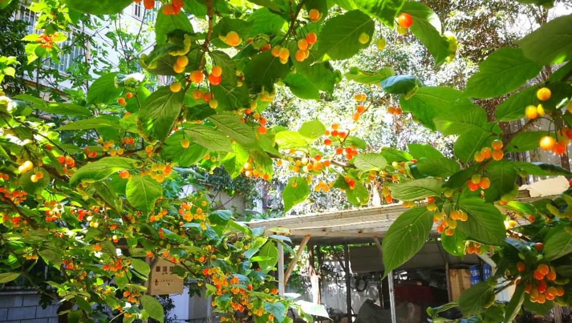 野樱桃树上面长的黑疙瘩是什么,樱桃树上面结满了樱桃图片