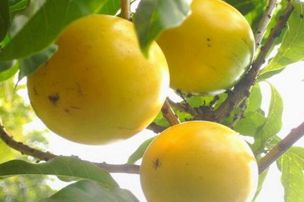 黄晶果种植前景如何,黄晶果的种植技术和适宜气候条件