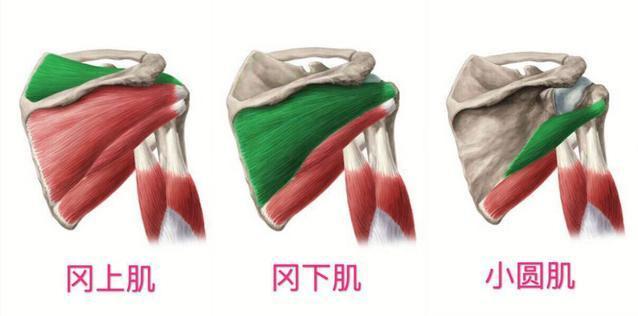 三角肌怎么练才不伤肩,如何把三角肌练得更大
