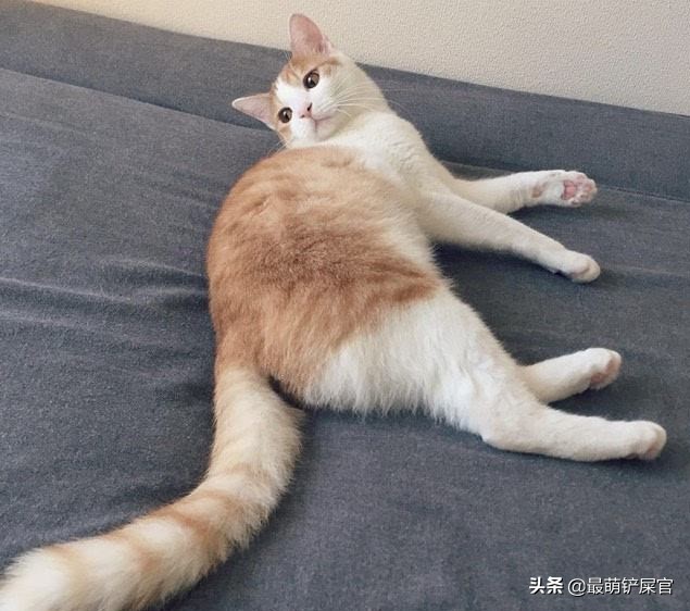 猫咪吐血拉血用什么药,猫咪胃出血是什么原因引起的啊