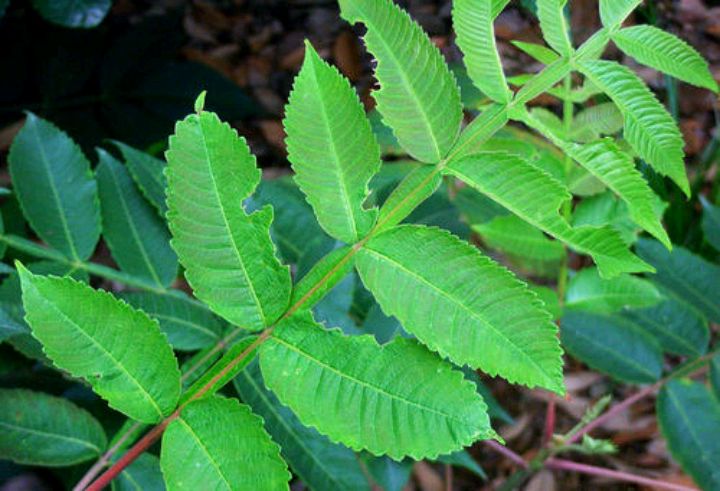 五倍子的树有哪些,什么树能长五倍子