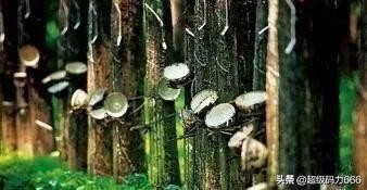 假的乳胶枕有什么危害,假的乳胶枕的危害有多大