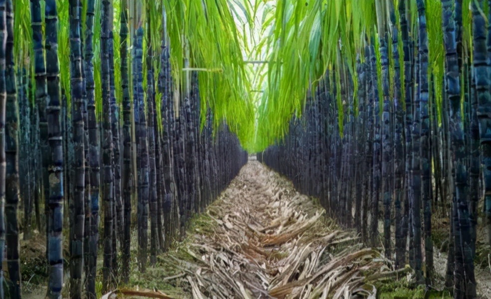 甘蔗末端出现红色丝状,是流血了吗?还是有毒的?