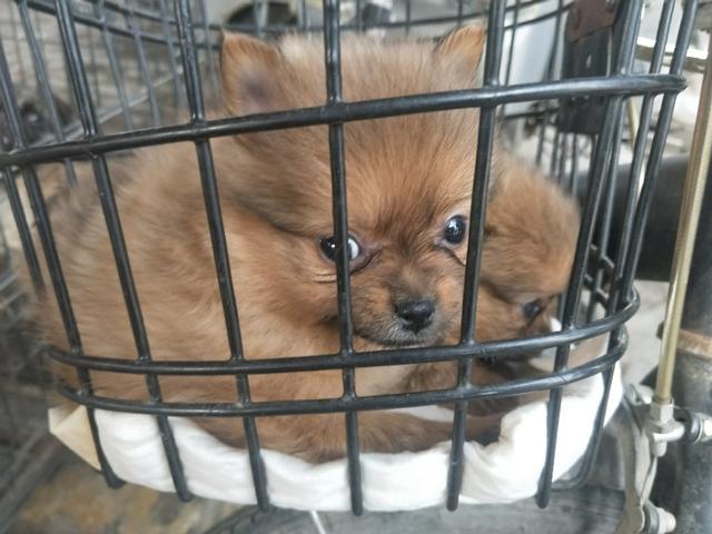 开封狗市抓狗视频,开封狗市拉布拉多和金毛的视频