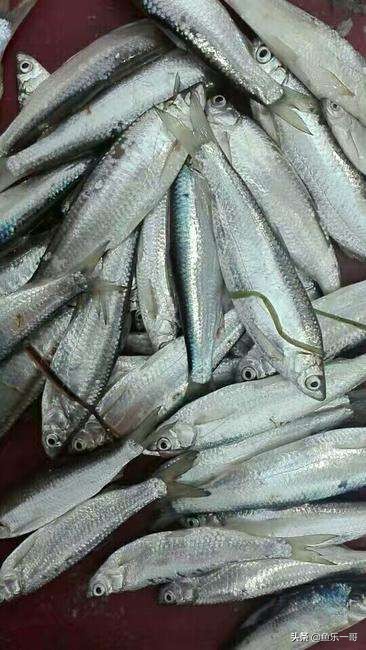 野钓一哥全集,一哥野钓完整版