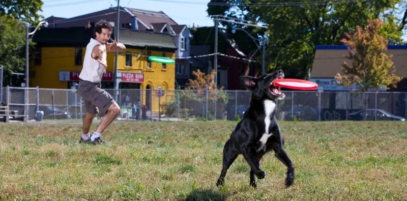 吉尼斯世界纪录最大的狗排名,吉尼斯记录体型最大的狗