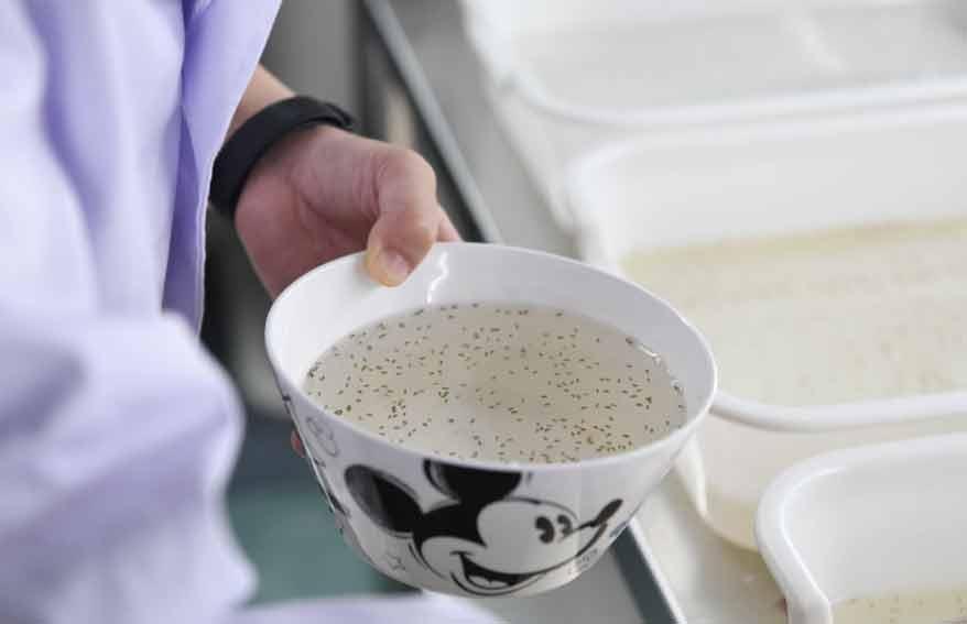 全球约80种疾病通过蚊子传播!有一群人专业养蚊子