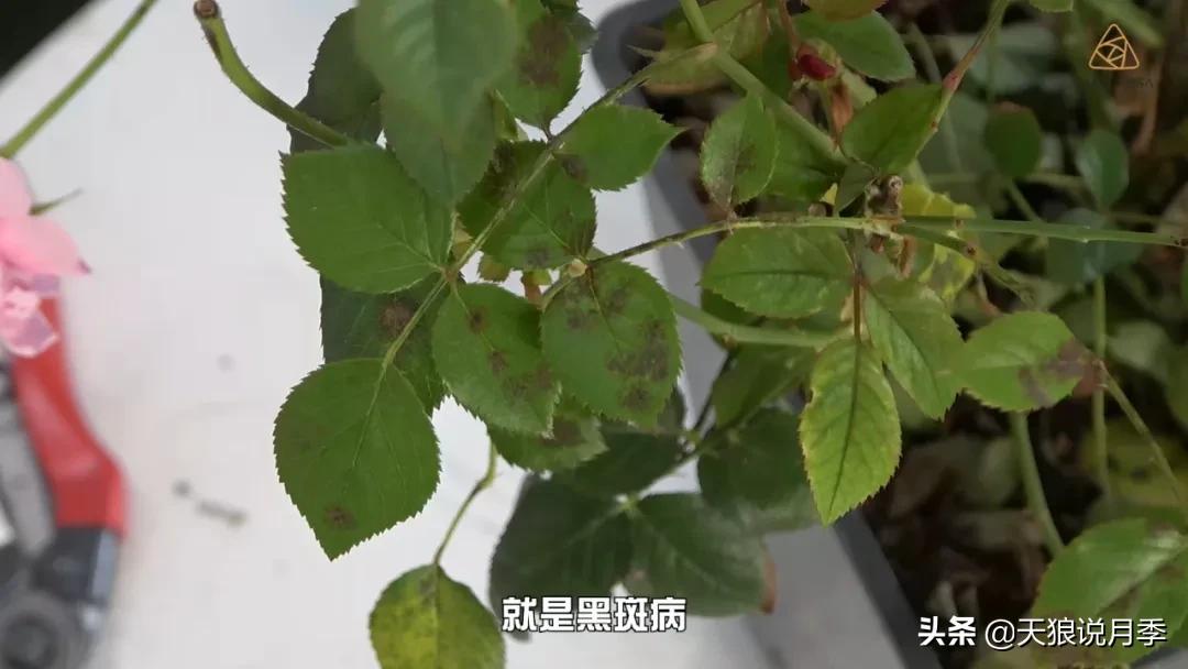 红蜘蛛的防治花草,如何预防红蜘蛛和黑斑病