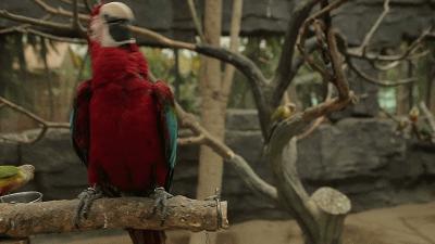 鹦鹉为什么会模仿人说话动画视频,为什么鹦鹉能模仿那么多声音