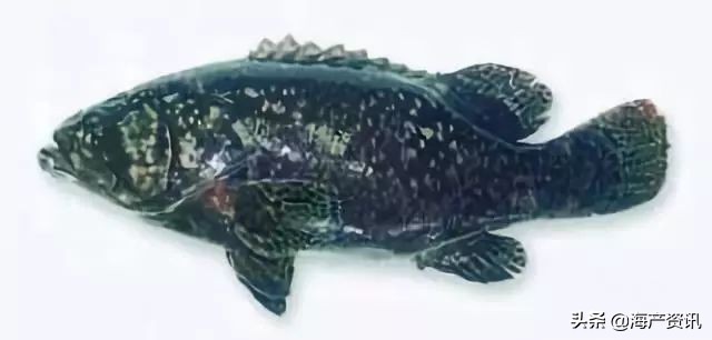 40种常见淡水鱼,45种常见海鱼名称