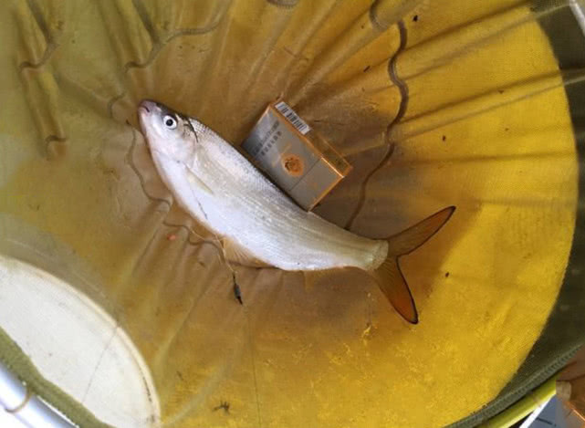 胖头鱼有什么钓法和技巧,小嘴鱼红尾黄的最佳钓法