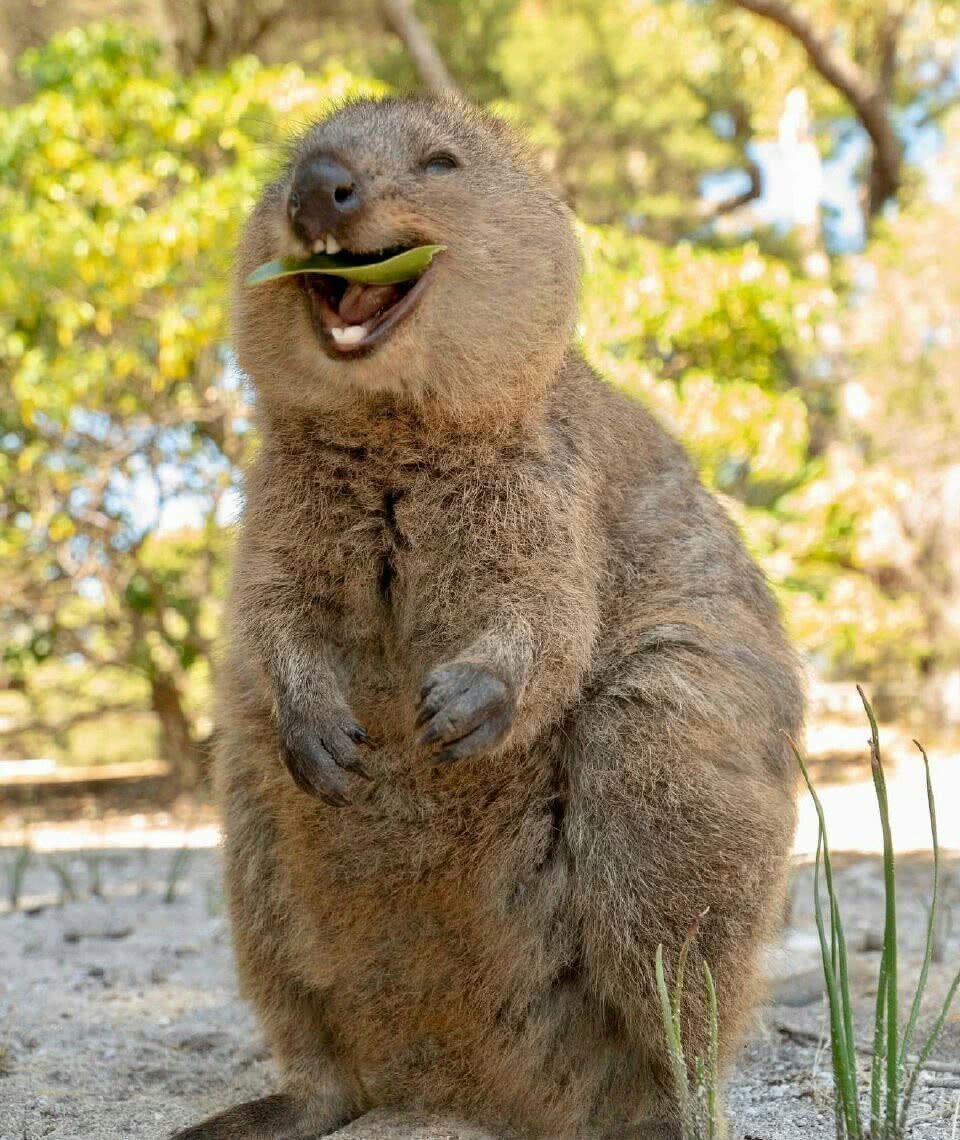 蜡笔小新中的阿呆短尾矮袋鼠,被誉为世界最开心动物短尾矮袋鼠