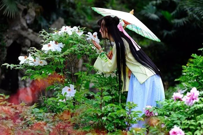 华酝牡丹园紫藤花,华酝牡丹园格桑花