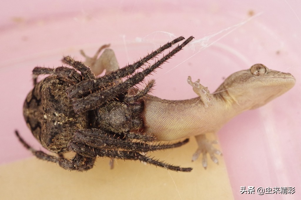 养小蜘蛛的第1天,大腹圆蛛蜕皮过程