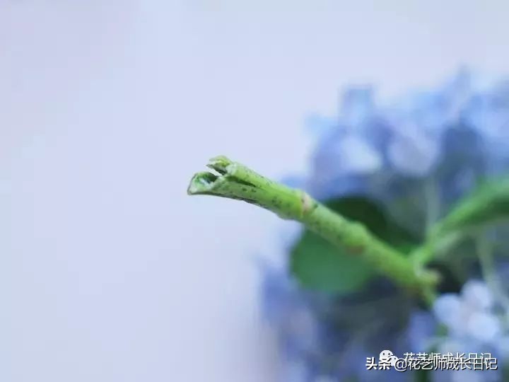 花店护理花小技巧,花店花材养护及资料整理