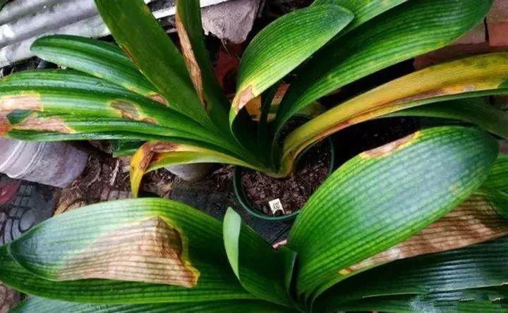 月季常见病害图解,月季枝干高花苞小怎么办