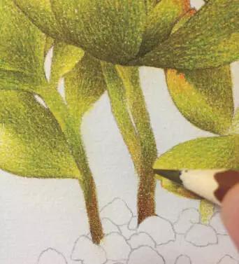 彩铅画入门教程多肉,彩铅画教程入门多肉