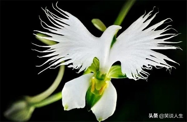 云南最名贵的野生兰花品种,云南颜值最高兰花白鹭濒临绝种