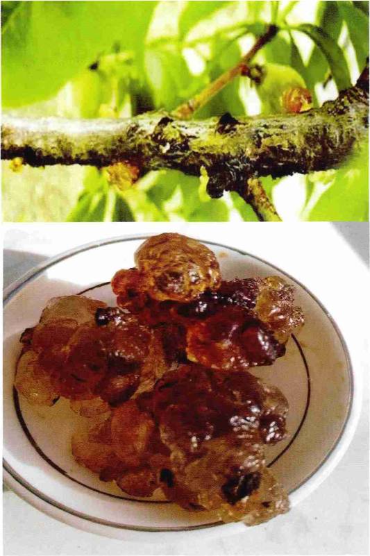 果树流胶病对人体有什么危害,果树得了流胶病用火烧管用吗