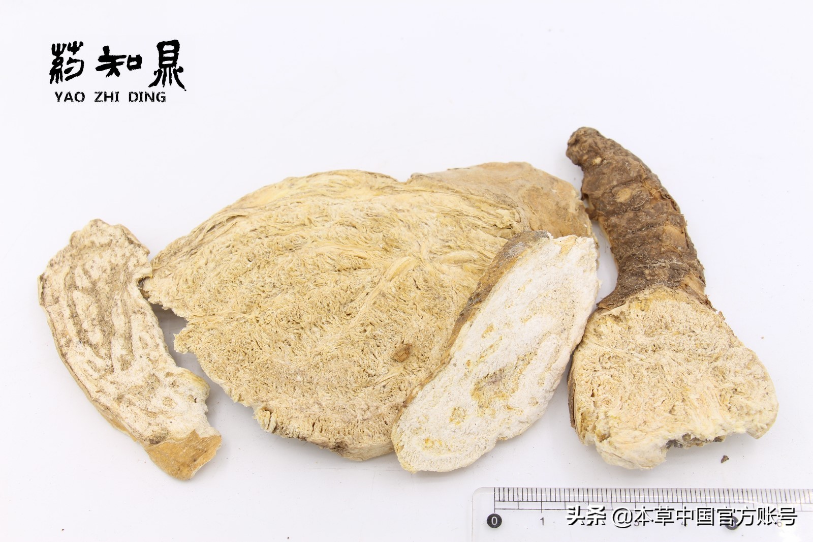 【本草百科·药知鼎——狼毒】花美却是恶毒之药，杀飞鸟走兽