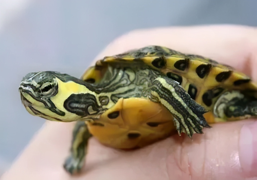 龟类大百科,大眼睛龟类