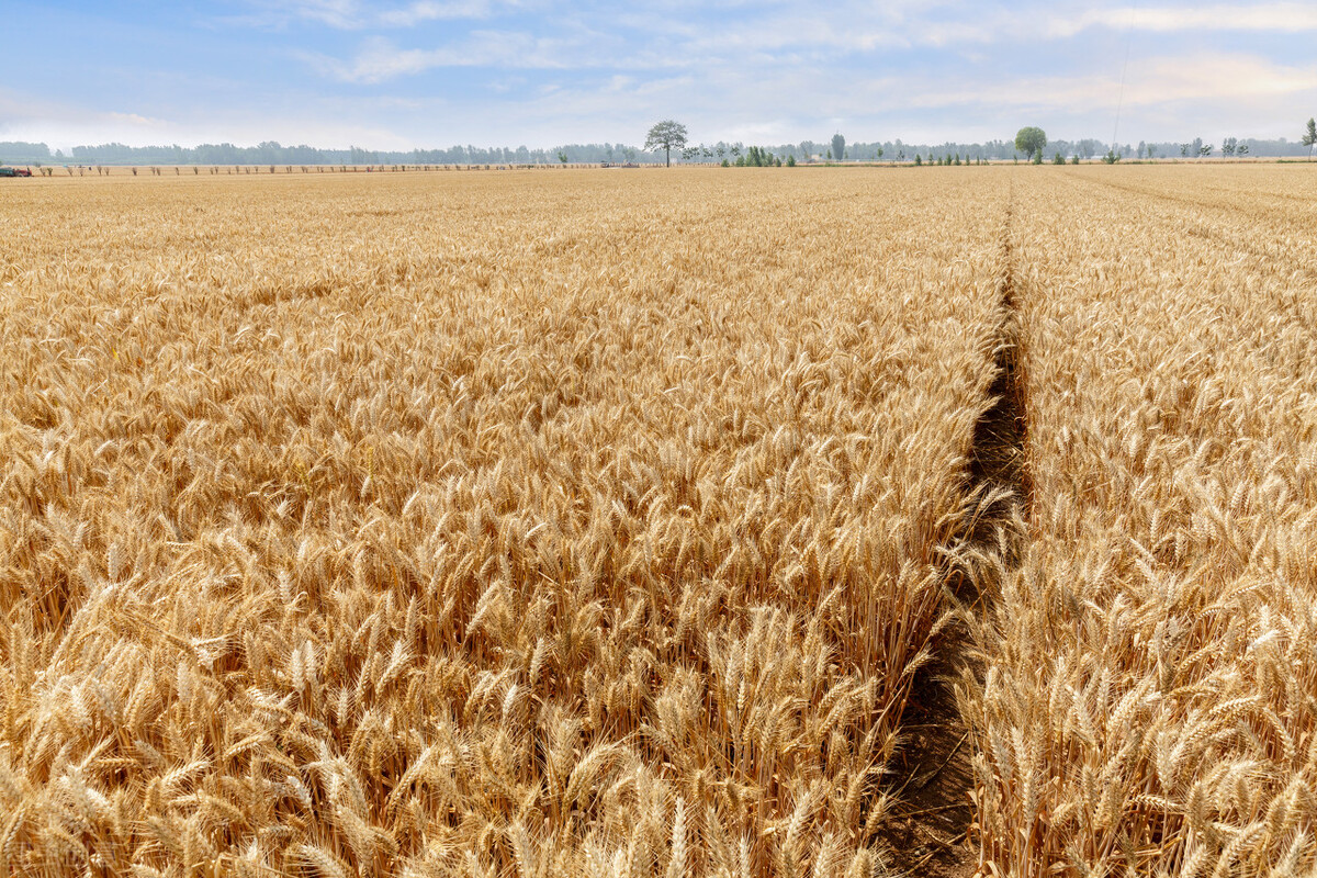 现代社会有旱灾吗,现代会出现旱灾吗