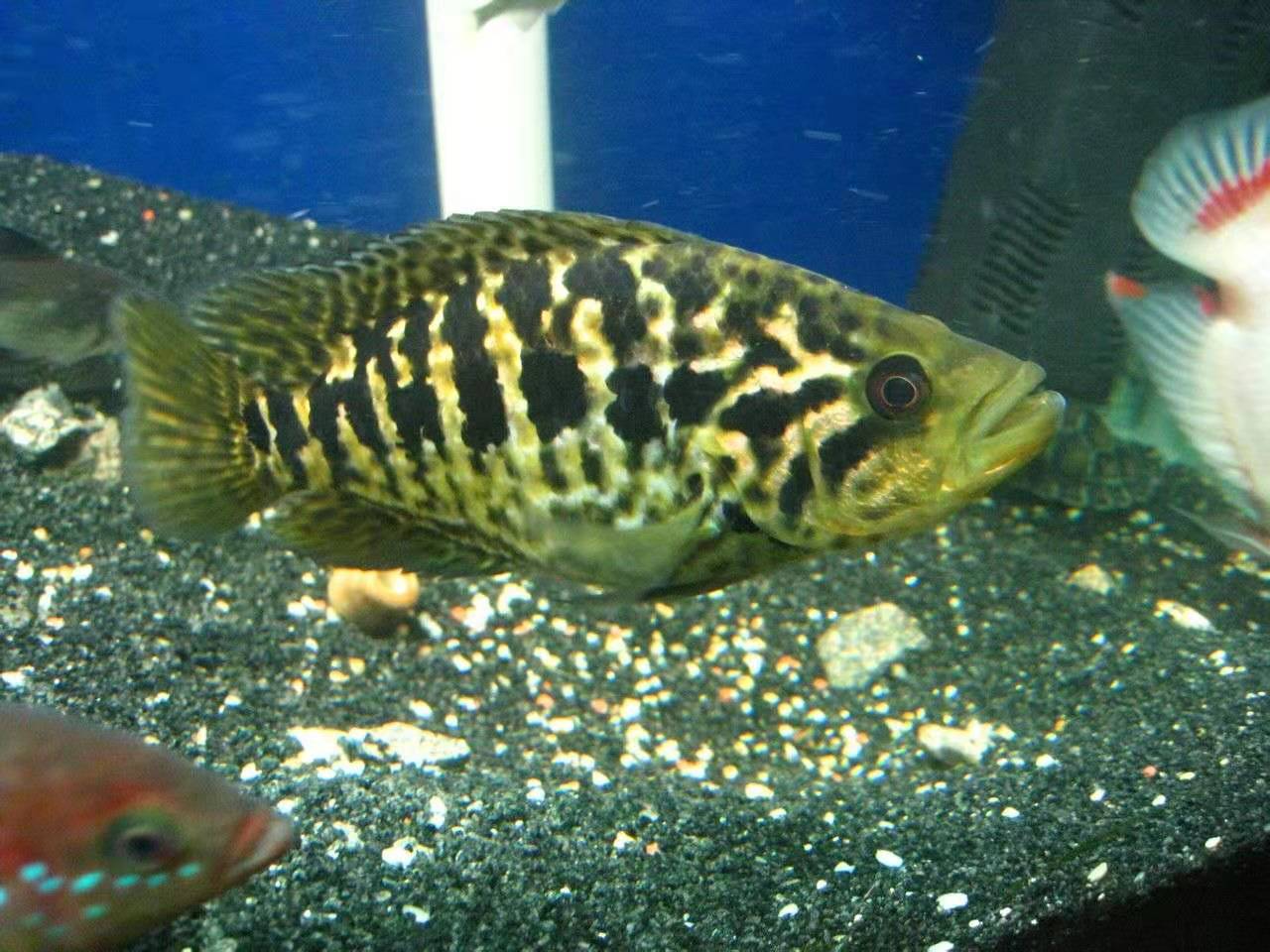 观赏鱼三湖慈鲷选择什么样的过滤,慈鲷鱼哪个品种温顺好养