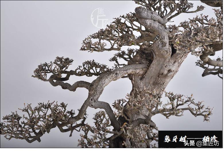 十字修剪法,十字花技法