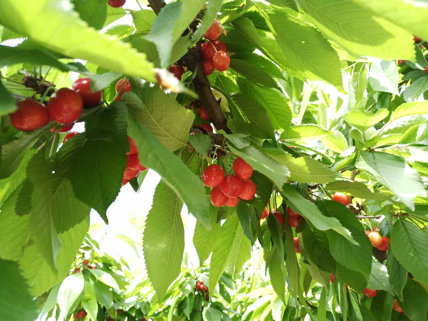 桃溪镇红色教育基地,内乡红色教育基地