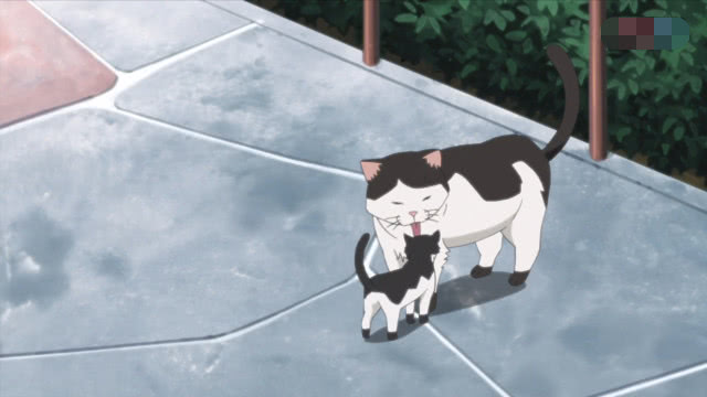 巳月养猫日常,巳月养的猫