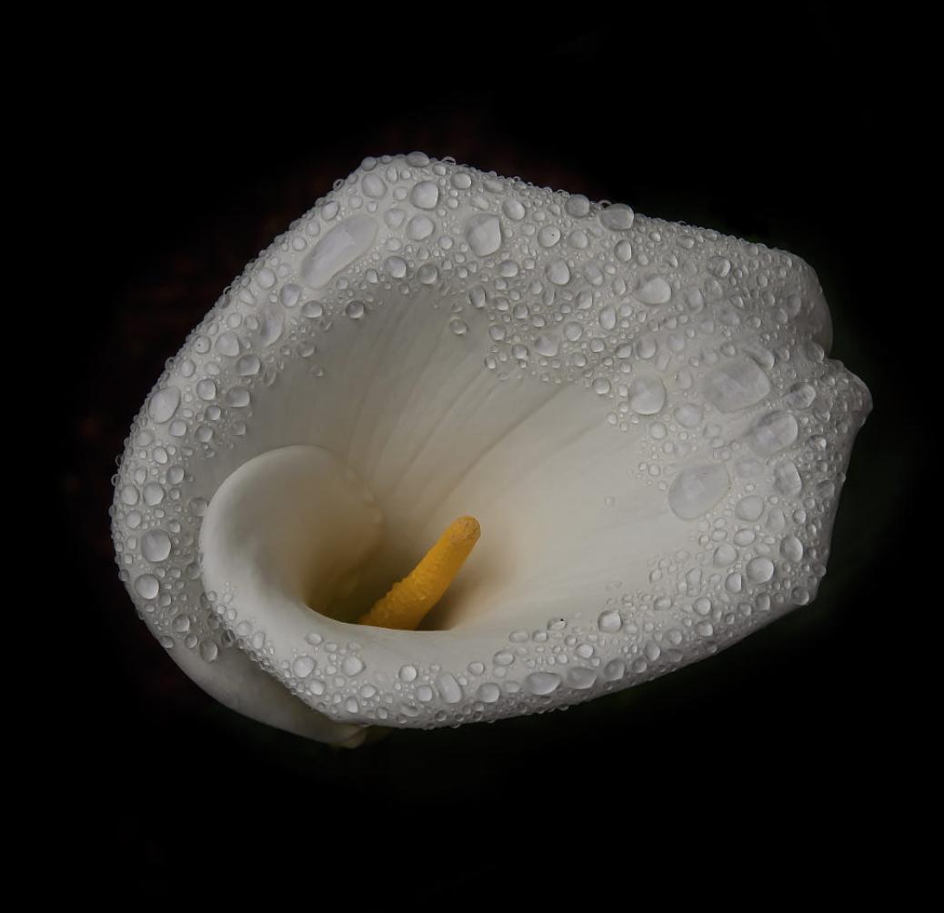 国产马蹄莲盆栽夏天怎么养护,马蹄莲花期施什么肥好养护它呢