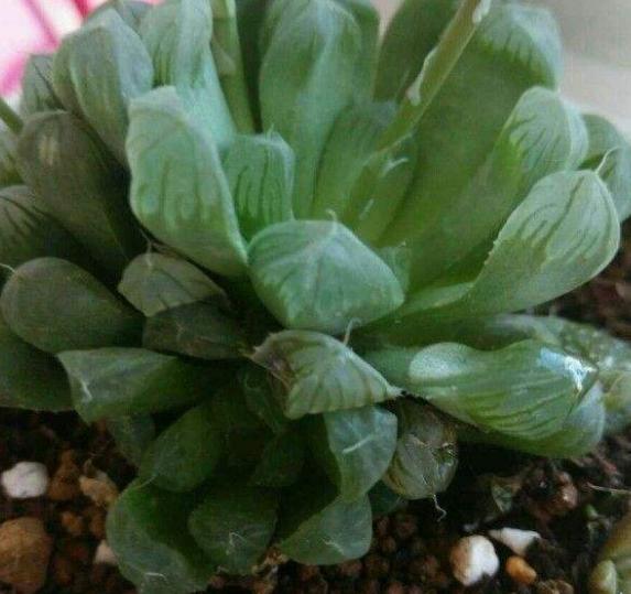 玉露缺水干瘪发红浇水能恢复吗,楼兰玉露和其他多肉夏季浇水方式