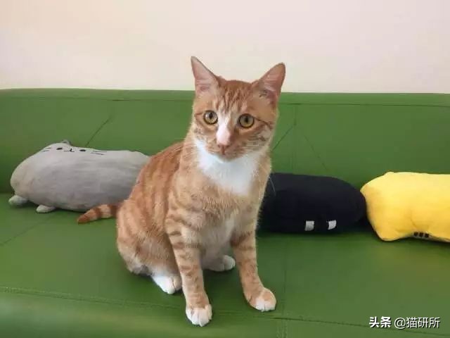 猫咪脚上有伤口得把毛全剃了吗,猫咪冬天剪毛发会感冒么