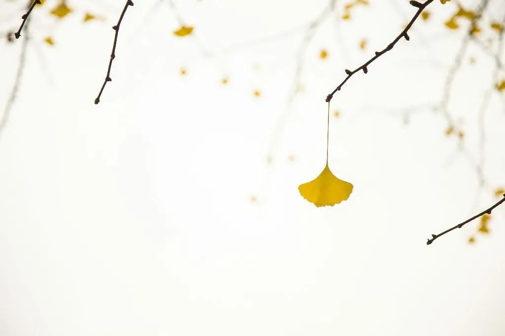 描写秋天的绝美4句古诗,写秋天最好的诗有哪些