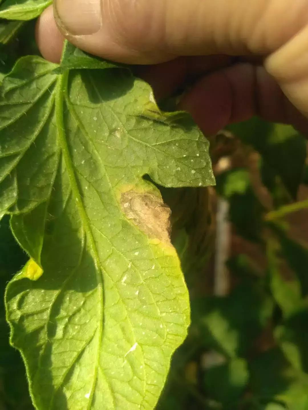 老崔说植保,老崔讲经济农作物