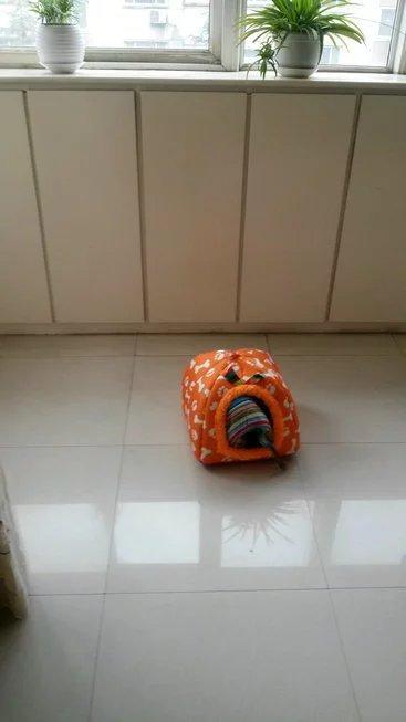 伸舌头的小鹿犬,爱洗澡的小鹿犬