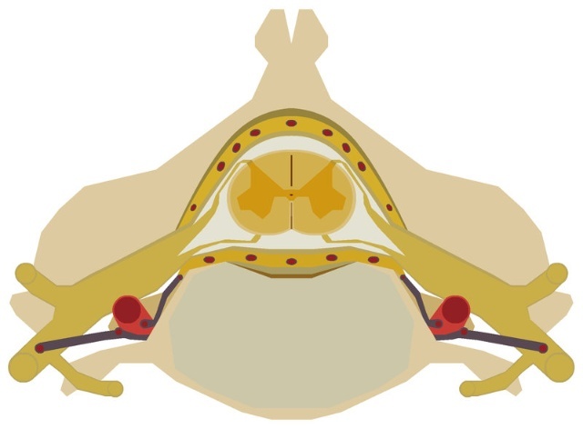 脊髓的解剖学,脊髓的解剖结构手绘图