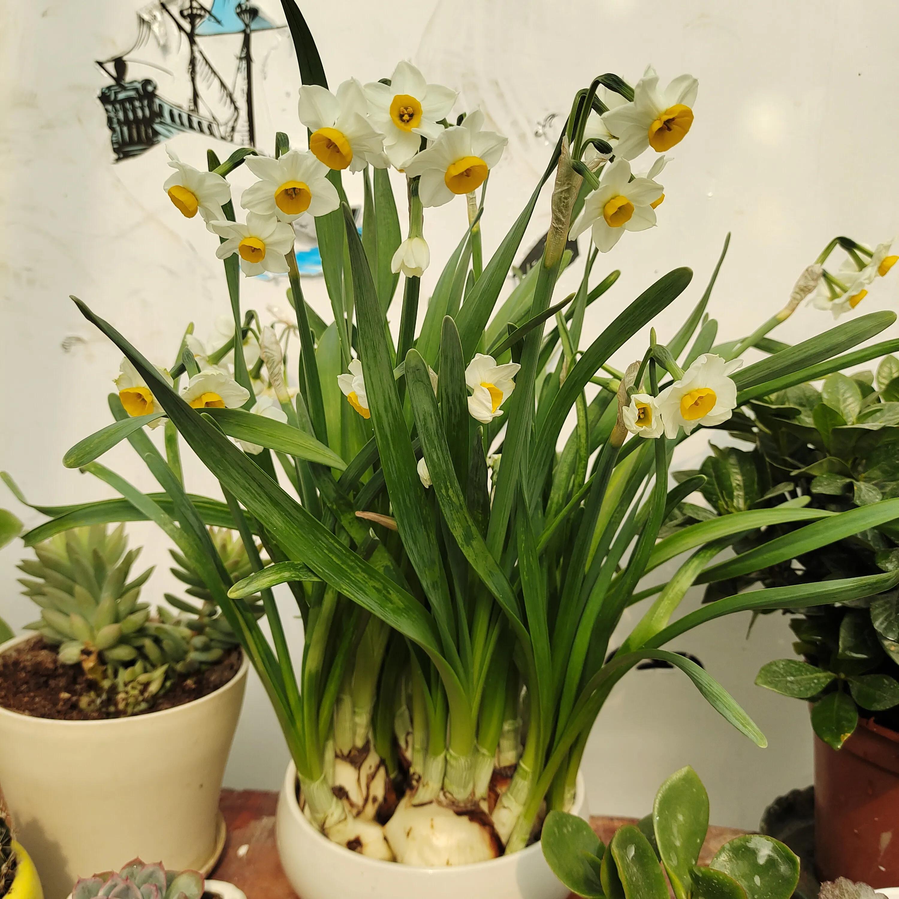 菊花苗怎样种植成活率高,拼多多上买的菊花种子是真的