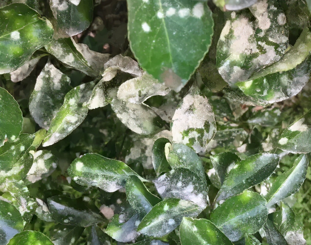 园林植物枝干防治,园林植物的主要叶部病害