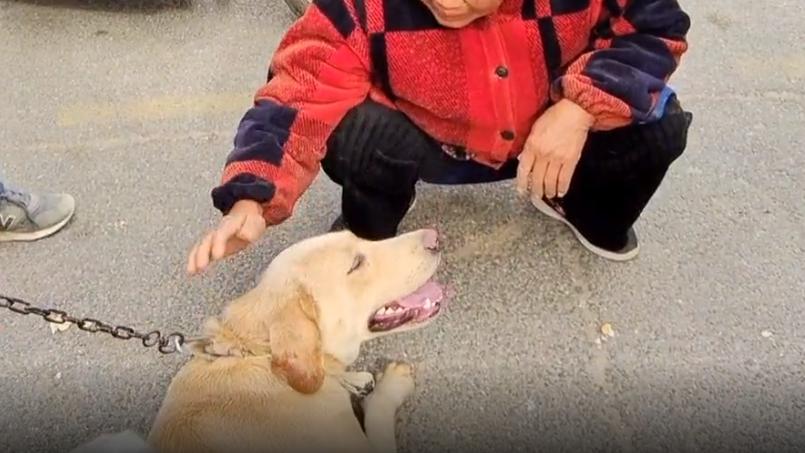 河南：620！百般不舍的拉布拉多易主，大妈泪别：这狗是感情动物