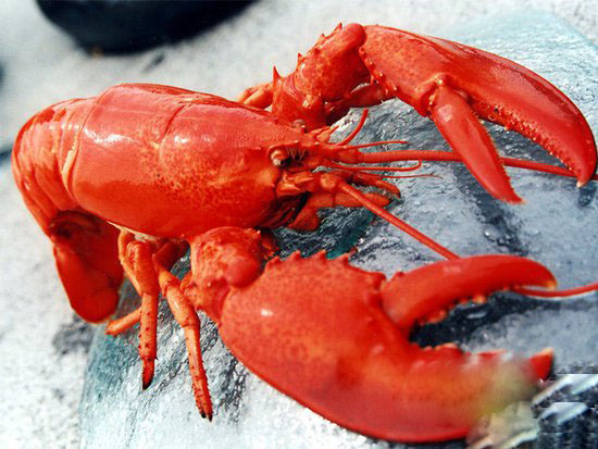有关小龙虾的谣言,谣言小龙虾的致命真相